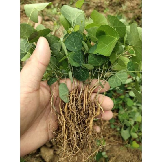 粉防己碱 Tetrandrine (NSC-77037; d-Tetrandrine)  分析标准品,HPLC≥98%